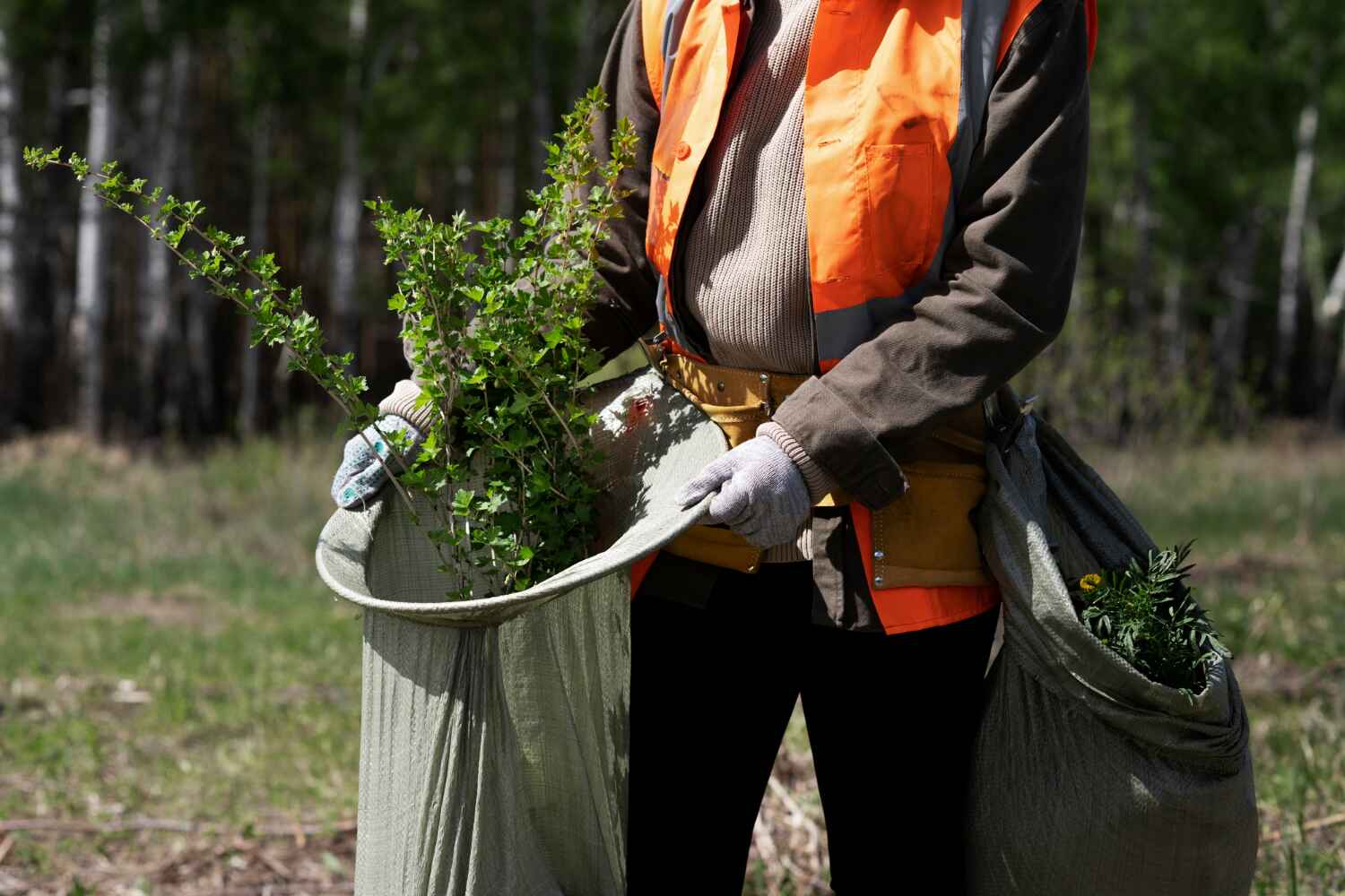 Best Arborist Services Near Me  in USA